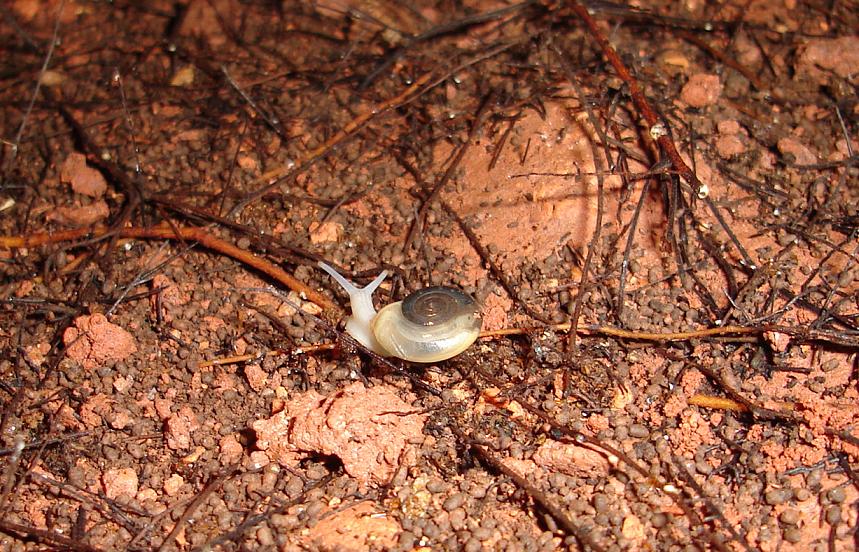 Molluschi nelle grotte.